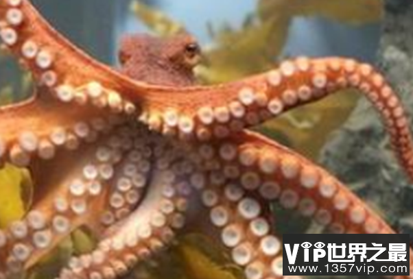 海洋里最小的十大动物排名：露比精灵灯排名第一，豆蟹第三