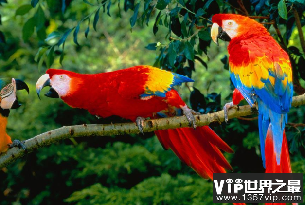 全球十大鹦鹉排行榜 红金刚鹦鹉最受欢迎，每一个颜值都超高