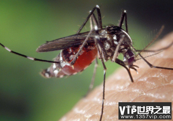 地球十大危险的动物杀手排行榜：排名第一的竟然是蚊子