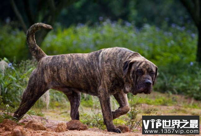 世界十大强悍的狗狗 藏獒仅列第五，第一外号战神
