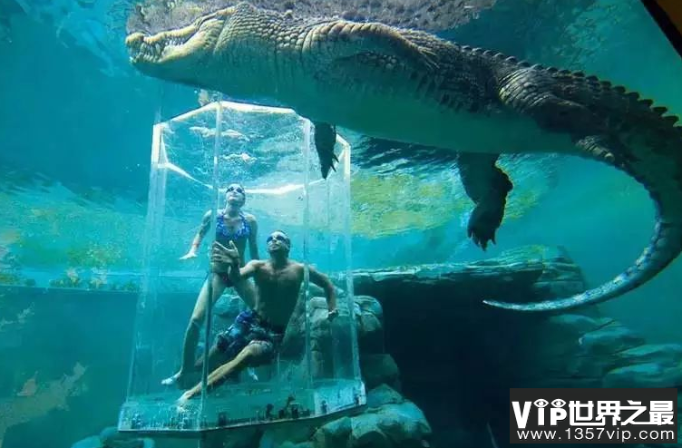 世界十大巨型鳄鱼 湾鳄体重超1600公斤，曾吞食上千日军