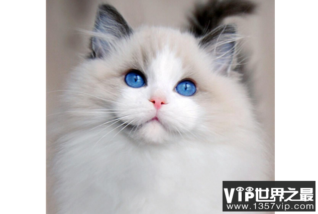 世界十大最漂亮的猫 优雅还是可爱，你喜欢哪种