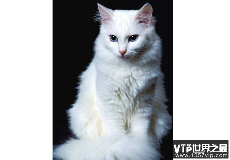 世界十大最漂亮的猫 优雅还是可爱，你喜欢哪种