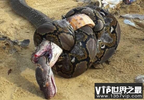 最大的眼镜王蛇，重达70多斤两的最毒蛇类（蛇类煞星）