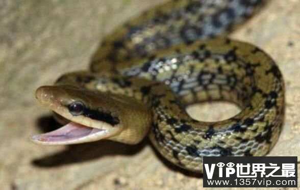 世界上最粗暴的蛇：黑眉锦蛇，爱吃老鼠的蛇