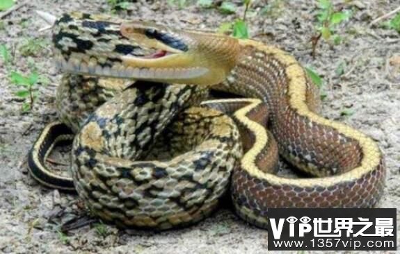 世界上最粗暴的蛇：黑眉锦蛇，爱吃老鼠的蛇