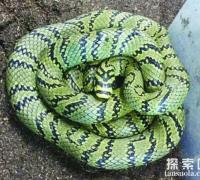世界上最美的无毒蛇：横斑锦蛇，有类似黑珍珠项链般斑纹