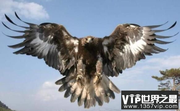 世界最大肉食鸟哈斯特鹰灭绝，世界最小鹰与其同祖