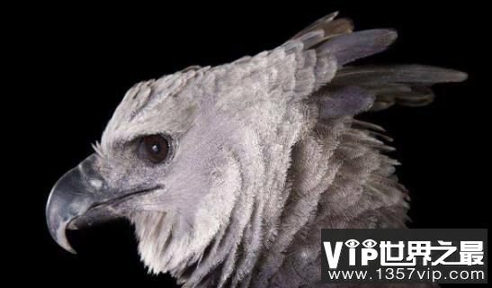 世界最大肉食鸟哈斯特鹰灭绝，世界最小鹰与其同祖
