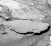 火星上拍到鱼化石，火星上是否有生物存在