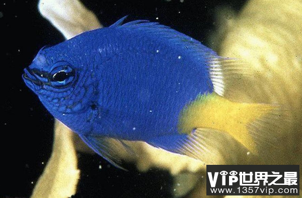 世界十大最漂亮的热带鱼 个个颜值爆表，有你喜欢的吗