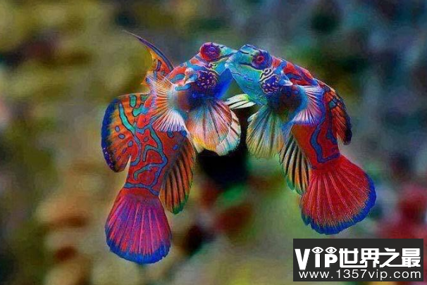 世界十大最漂亮的热带鱼 个个颜值爆表，有你喜欢的吗