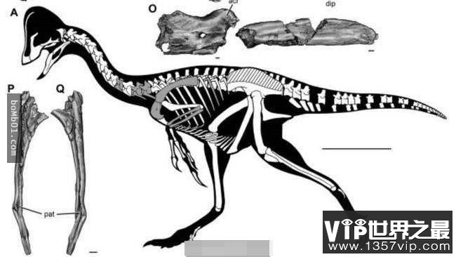 地球物种最新探索:2016年地球最新发现的15大新物种