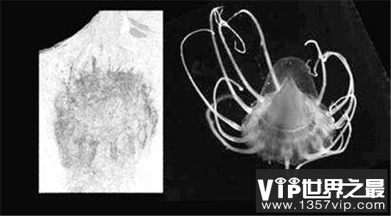 美国发现软体动物水母化石墓地 水母化石距今已有5.4亿年的历史
