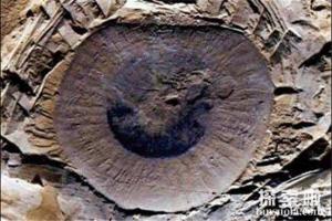 美国发现软体动物水母化石墓地 水母化石距今已有5.4亿年的历史