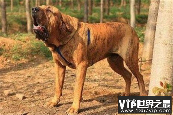 世界十大最凶猛的军犬 中国昆明犬上榜，个个凶猛无比