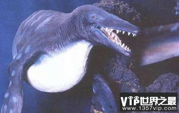 鲸鱼腹内发现大海蛇卡布罗龙，如今水怪尸体已经无踪