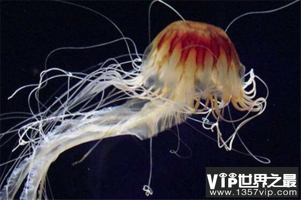 世界十大剧毒水母 澳洲方水母无疑上榜，你认识哪几个