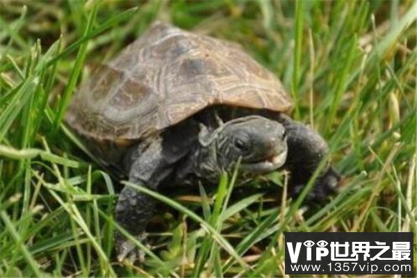世界十大最长寿动物 乌龟无疑上榜但是最长寿的,第一能永生