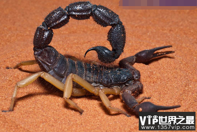 世界最毒的十大蝎子 印度红蝎死亡率高达40%