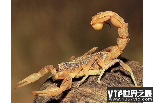 世界最毒的十大蝎子 印度红蝎死亡率高达40%