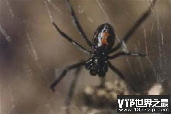 世界十大最毒蜘蛛 黄囊蛛上榜,花边鸟蛛一口可能让人昏迷不醒