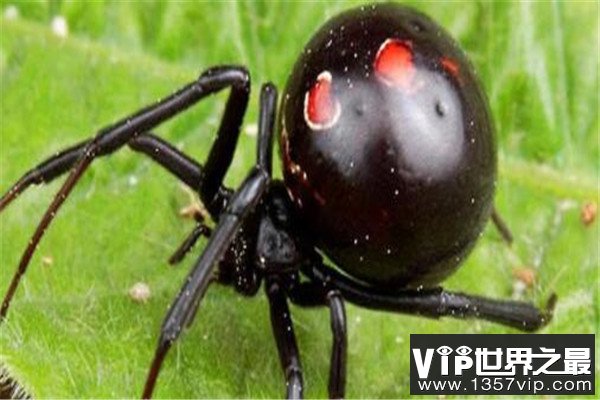 世界十大最毒蜘蛛 黄囊蛛上榜,花边鸟蛛一口可能让人昏迷不醒