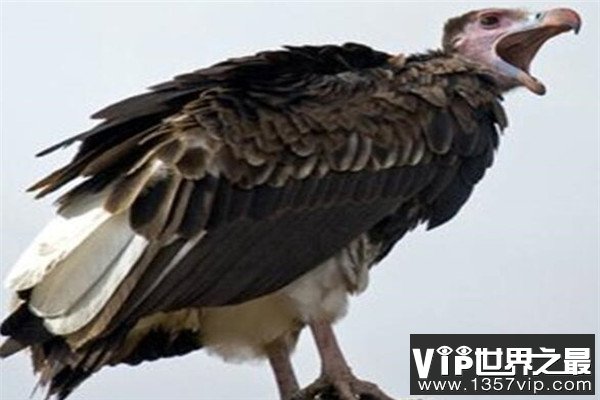 世界十大猛禽实力排名 食猿雕上榜，很多大动物不敌猛雕