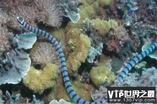 世界十大有毒生物 遇箱形水母必躲，黑曼巴蛇致死率100%