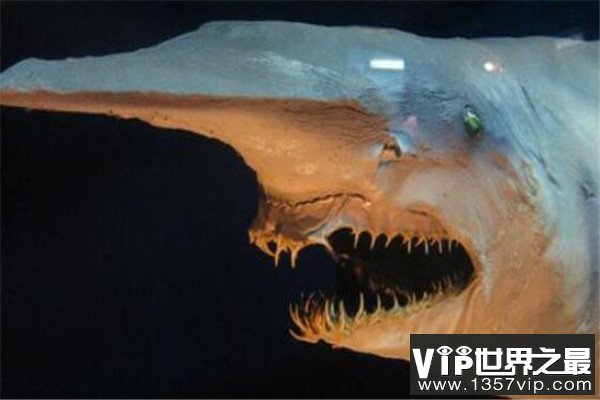 世界十大最丑动物 精灵鲨想变异了似的，第四丑到有点恐怖