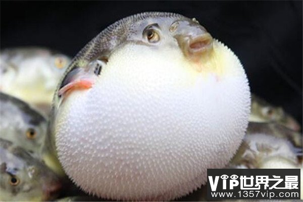 世界最毒十大生物 大理石芋螺上榜，石头鱼很善于隐藏