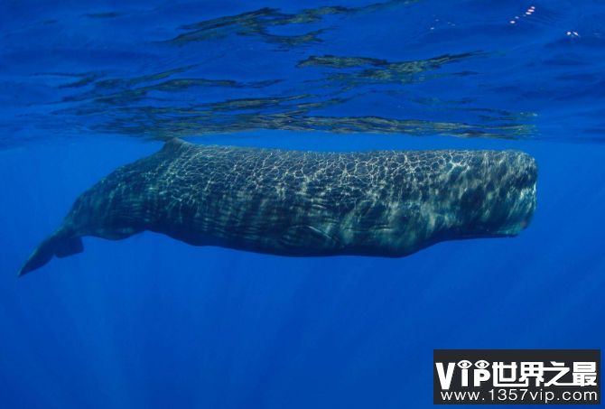 世界最重的十大动物 蓝鲸位列榜首，体重达180吨