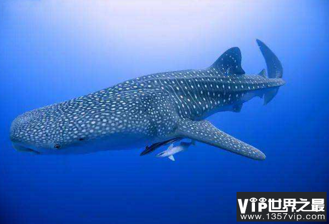 世界最重的十大动物 蓝鲸位列榜首，体重达180吨