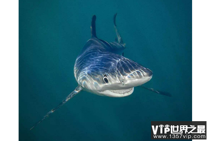 世界十大最厉害的鲨鱼 虎鲨位列榜首，达摩鲨上榜