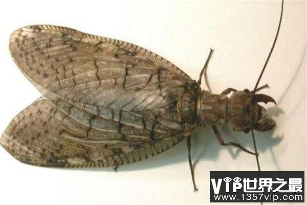 世界十大最强昆虫 蝗虫上榜，第三能自己转化电能