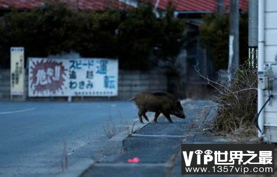 福岛核撤离区:野猪“入侵”人类区域