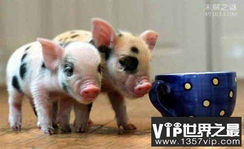 世界上最贵的猪：超级萌宠茶杯猪身价高达1100美元
