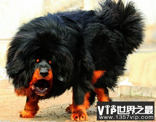 藏獒之王--鬼獒，世界上最凶猛的狗，没有之一
