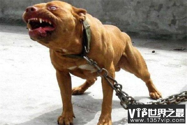 世界十大凶悍猛犬 高加索犬生存能力强，土佐斗犬被多国禁养