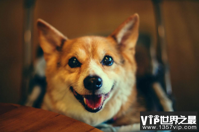 十大世界最可爱的狗排名 博美犬第一，萨摩耶上榜