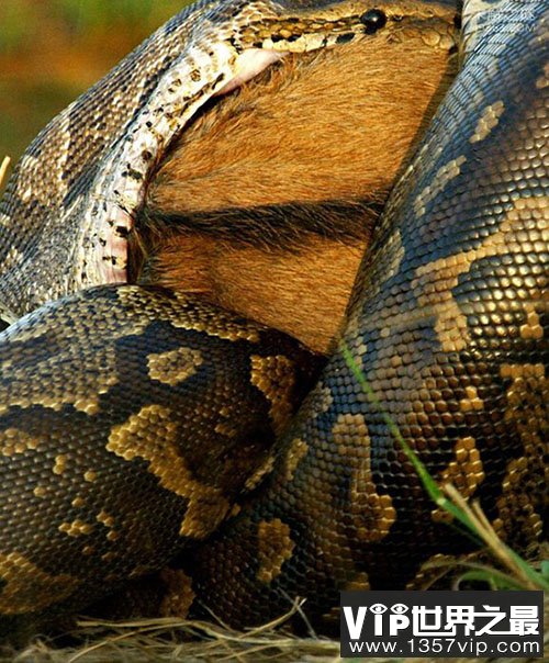 世界上最大的蛇 实拍吞食牛羚全过程