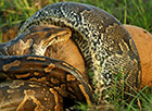 世界上最大的蛇 实拍吞食牛羚全过程