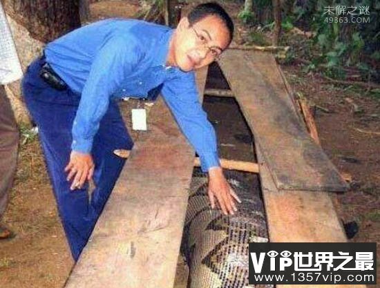 广西桂平一个山包上挖出两条蟒蛇：司机一死一逃(谣言)