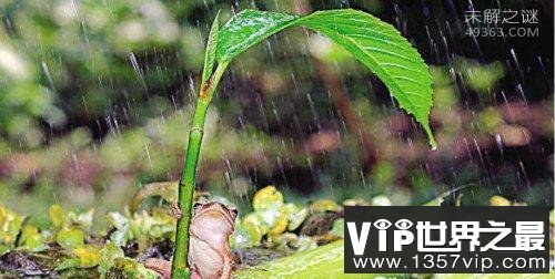 打伞雨蛙竟有人类一般聪明的智慧，会为自己遮风挡雨