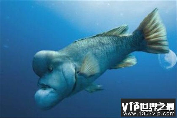 世界十大奇怪的鱼 水滴鱼以长得丑闻名，最后一个攻击性很强