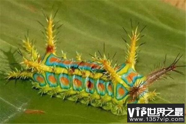 世界十大奇特的昆虫 叶虫好像有变身的能力，第四像外星人