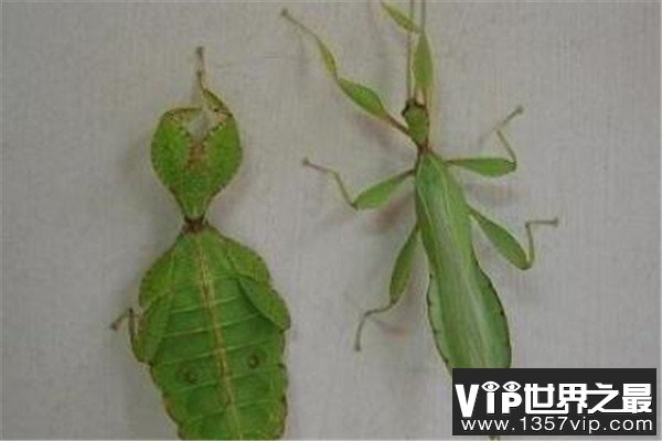 世界十大奇特的昆虫 叶虫好像有变身的能力，第四像外星人