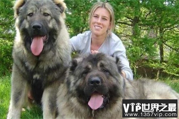世界十大恶犬 加纳利犬致人死亡次数最多，第三竟然是国宝