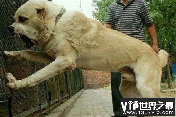 世界十大恶犬 加纳利犬致人死亡次数最多，第三竟然是国宝