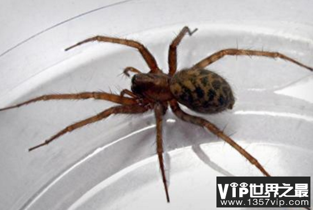 世界十大毒蜘蛛 第四名叫黑寡妇，第一极具攻击性